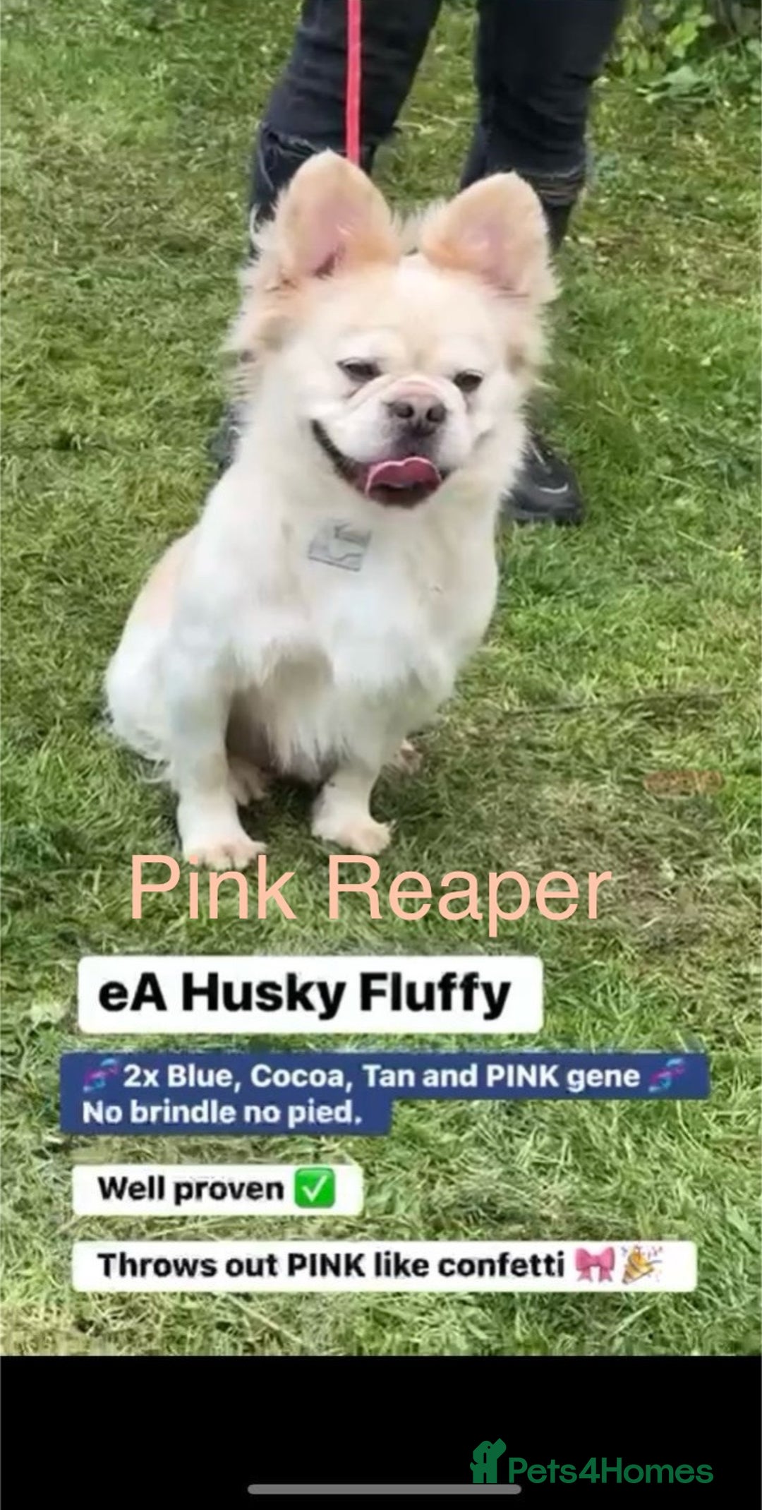 French Bulldog dogs for sale: French bulldog fluffy pink carriers in Dagenham - Image 2