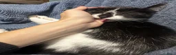 Mixed Breed cats for sale: Mixed breed black and white kittens - Advert 11