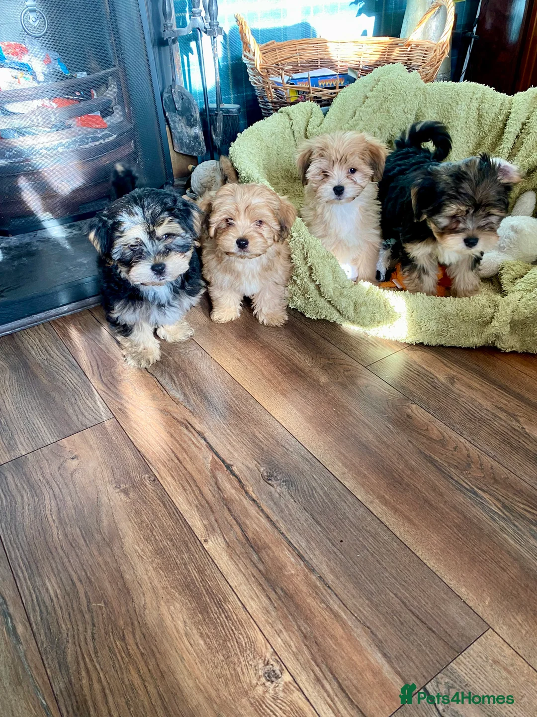 Morkie dogs for sale: Morkie puppies  - Advert 3