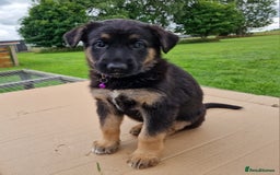 German Shepherd dogs for sale: German Shepherd puppies available  - Image 1