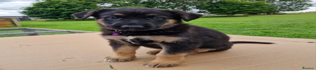 Purple -German Shepherd Puppy 3