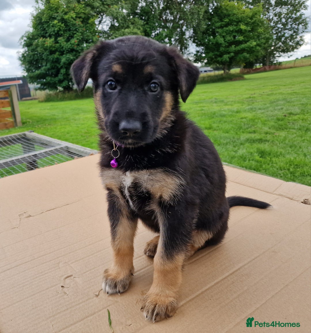 German Shepherd dogs for sale: German Shepherd puppies available  - Image 1