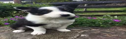 Border Collie dogs for sale: 6 Adorable Border Collie Puppies  in Brecon - Advert 23