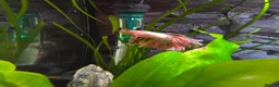 Bettas fish for sale: 40 Ltr betta and shrimps tank. - Advert 5