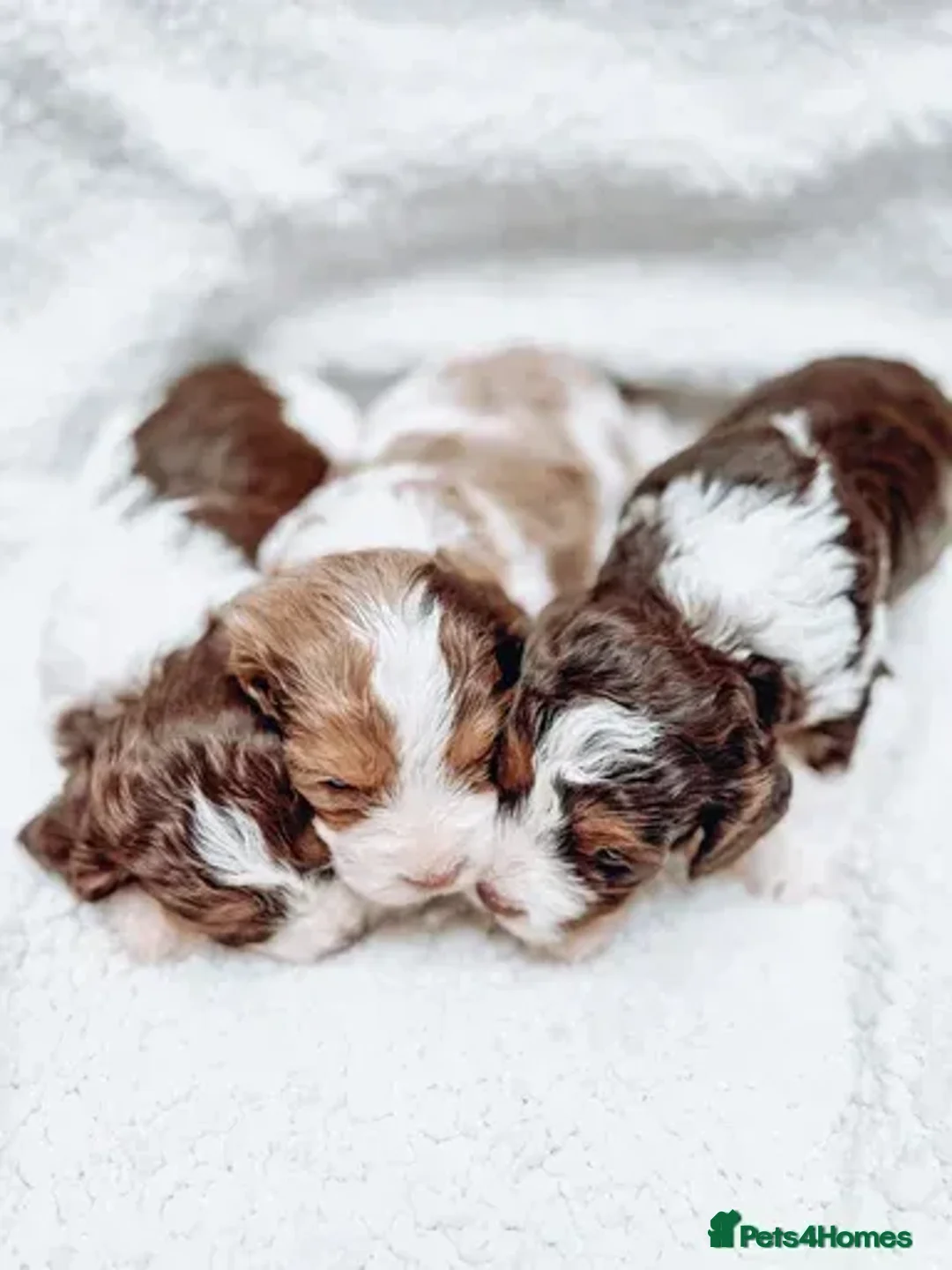 Cavapoo dogs for stud: Stunning Chocolate Parti Cavapoo Stud - Advert 12