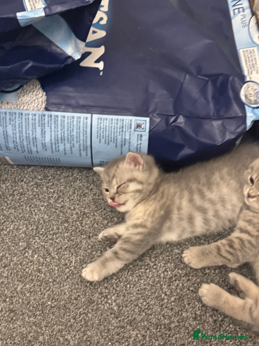 British Shorthair cats for sale: British shorthair kittens - Advert 5