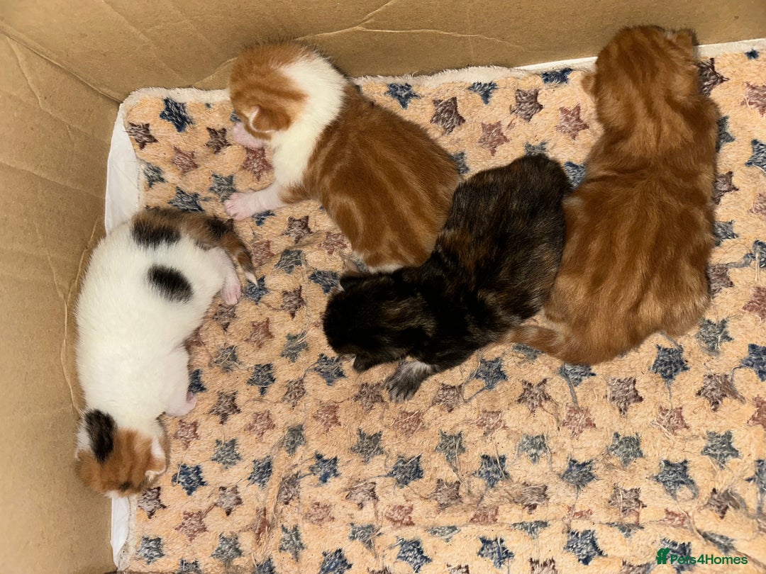 Norwegian Forest Cat cats for sale: Kittens for sale  - Image 1