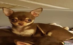 Chihuahua dogs for sale: 12 week old lilac tan smooth coat boy x - Image 4