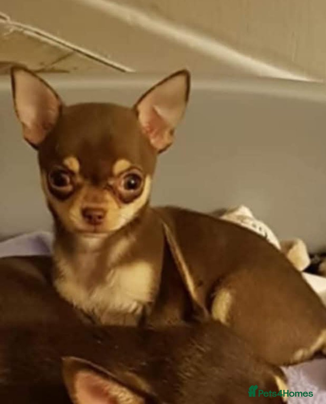 Chihuahua dogs for sale: 12 week old lilac tan smooth coat boy x - Image 4