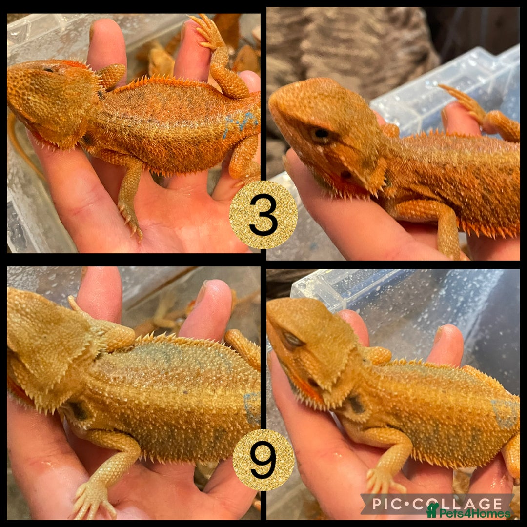 Bearded Dragon reptiles for sale: Beautiful baby bearded dragons £100 Ono - Image 4