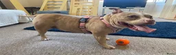 American Bully dogs for sale: Pocket bully bitch - Advert 15