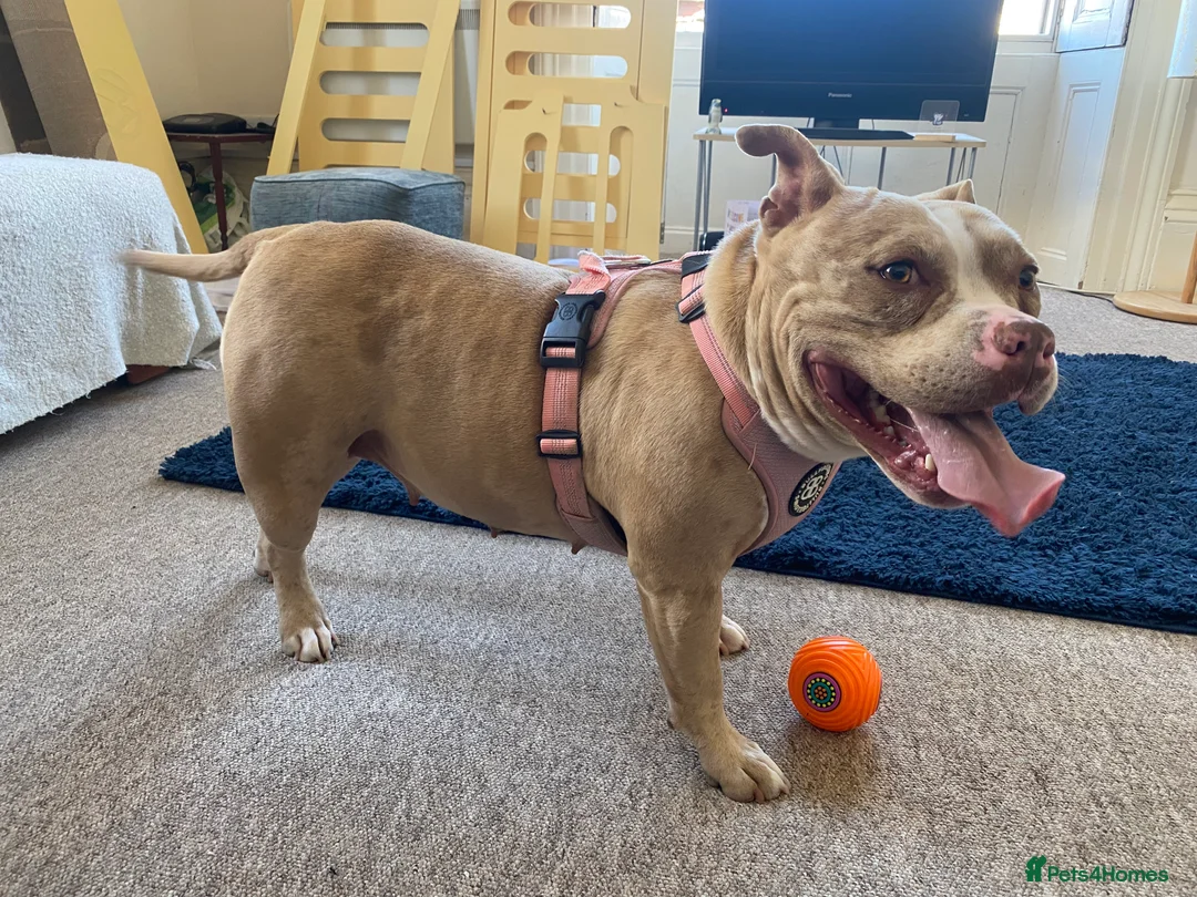 American Bully dogs for sale: Pocket bully bitch - Advert 15