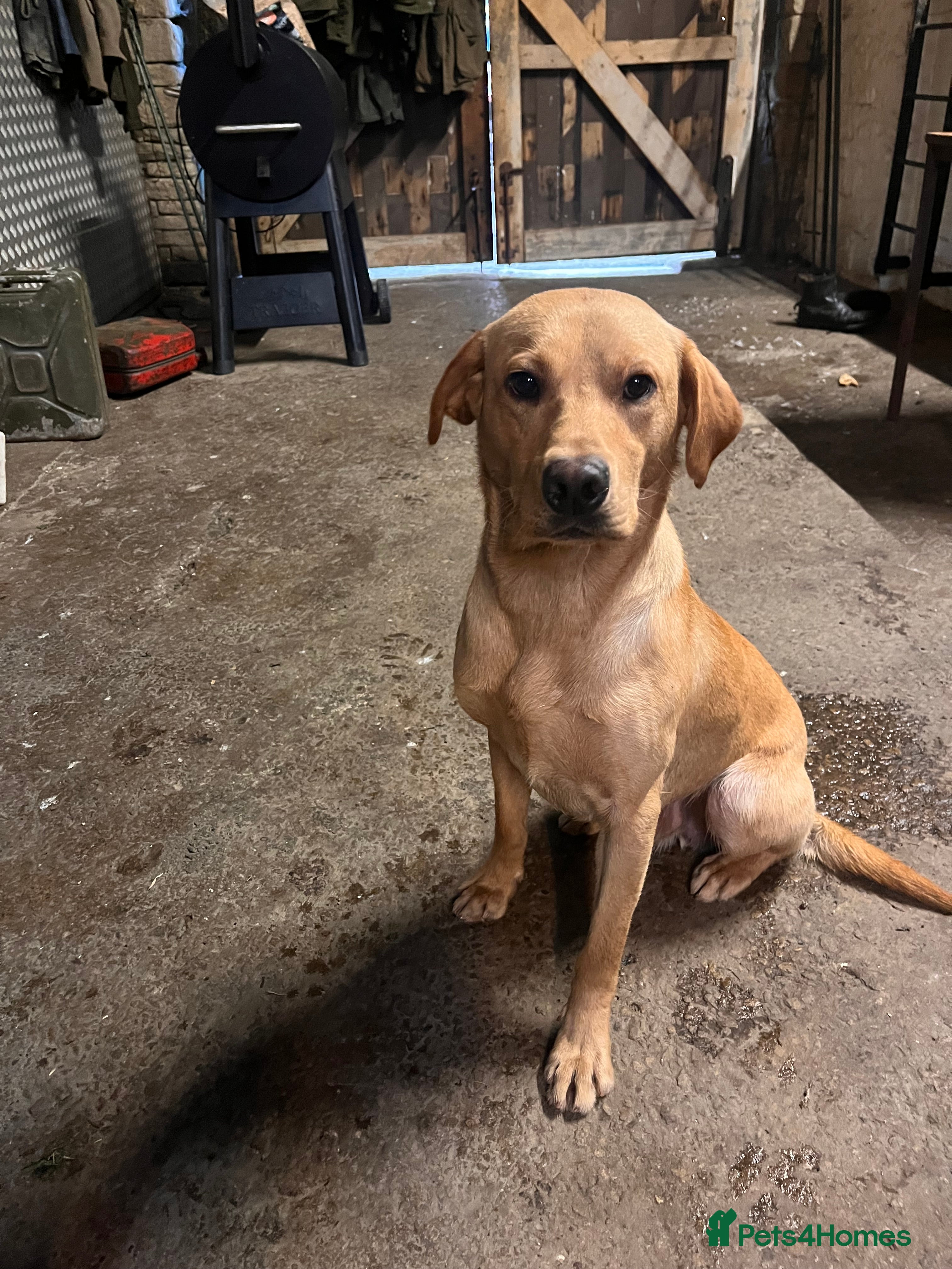 Labrador Retriever dogs KC & FULLY HEALTH TESTED DOG  in Holmfirth - Advert 19