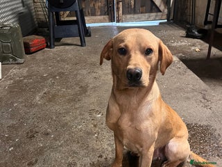 Labrador Retriever dogs in Holmfirth - Advert 38