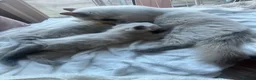 Ragdoll cats for sale: Stunning chunky Blue Point Ragdolls in Newport - Advert 21