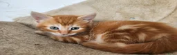 Mixed Breed cats for sale: There adorable brothers from the same litter  - Advert 3