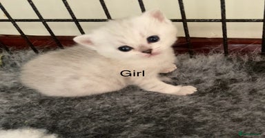 British Shorthair cats - Advert 9
