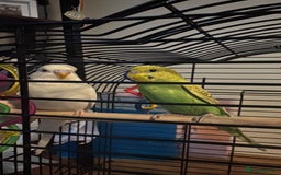 Budgerigars birds for sale: 2 Budgies + Cage  - Image 1
