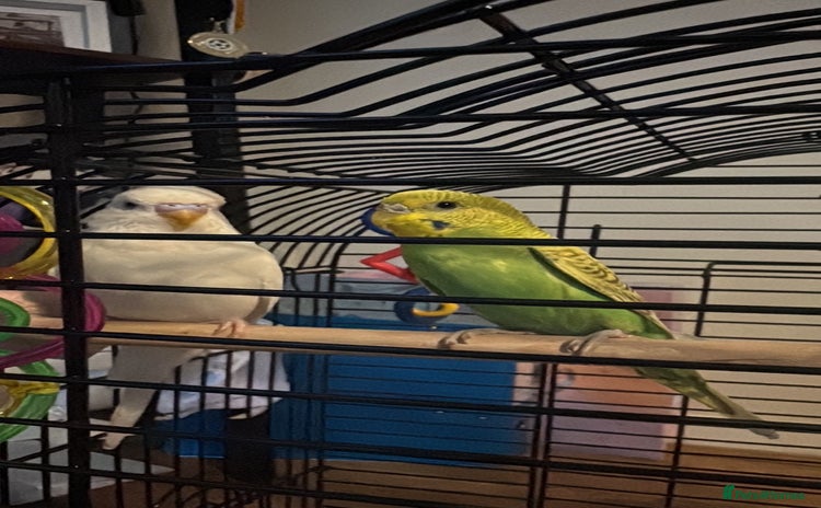 Budgerigars birds - Advert 16