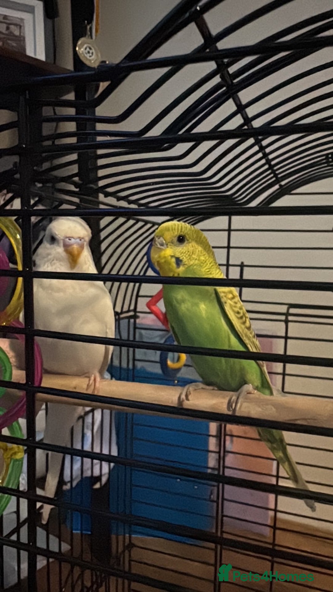 Budgerigars birds for sale: 2 Budgies + Cage  - Image 1