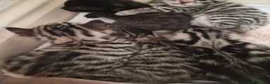 Bengal 7
