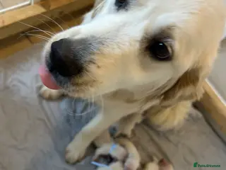 Golden Retriever dogs Gorgeous golden retriever pups - Advert 1