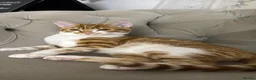 American Shorthair cats for sale: 5 kittens and 2 cats are looking for a new home.  - Advert 20