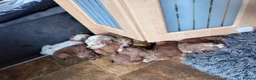 Cocker Spaniel dogs for sale: KC registered English Working Cocker Spaniels - Advert 4