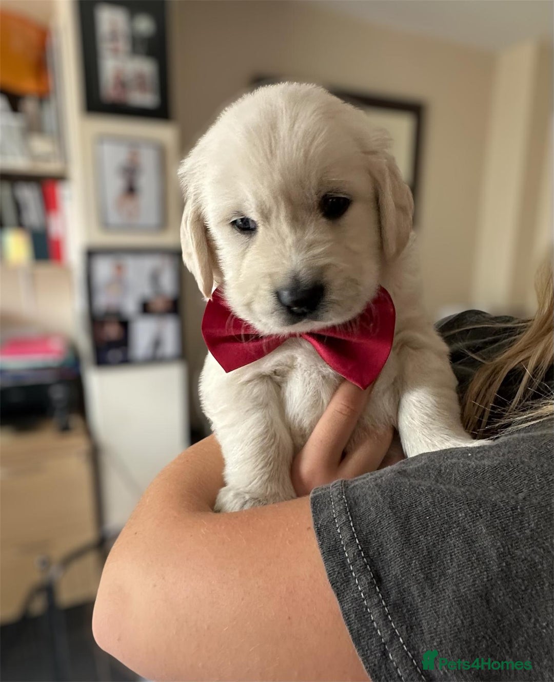 Golden Retriever dogs for sale: Beautiful KC Registered Golden Retriever Puppies - Image 8