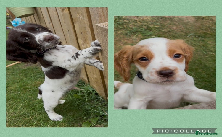 Cocker Spaniel dogs - Advert 3