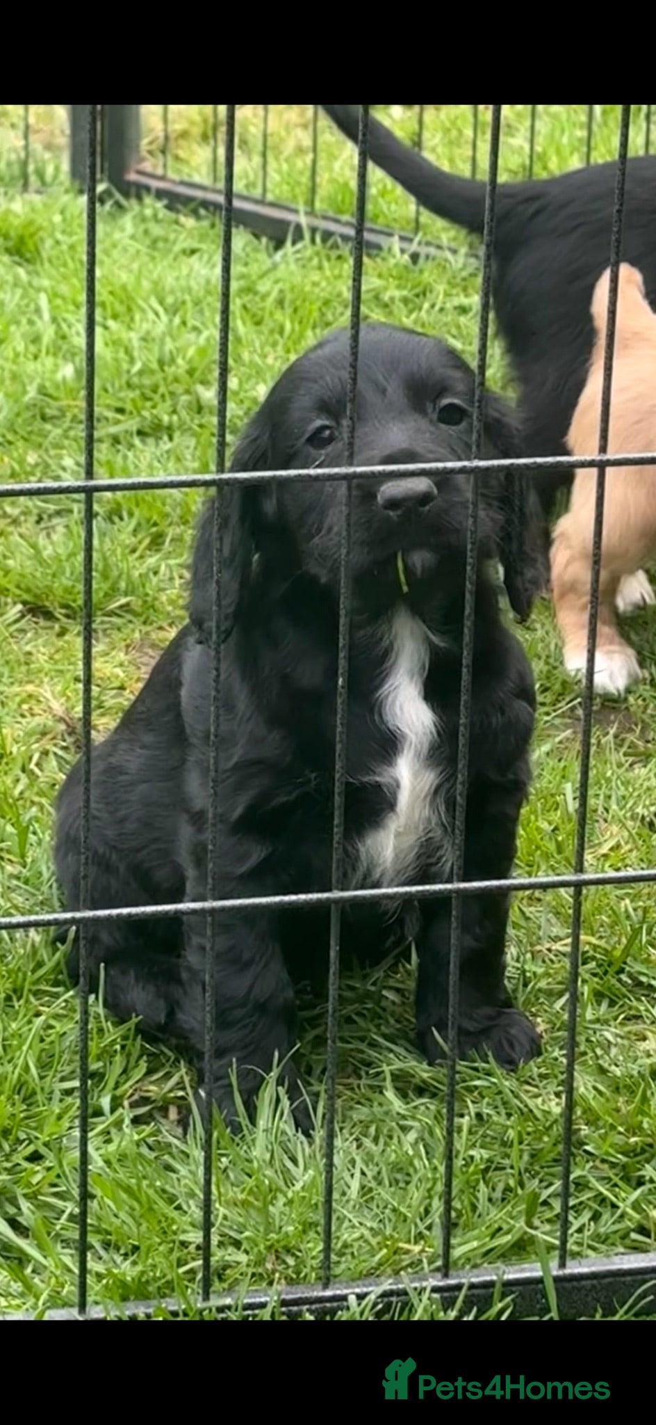 Cocker Spaniel dogs Beautiful cockers - Advert 1