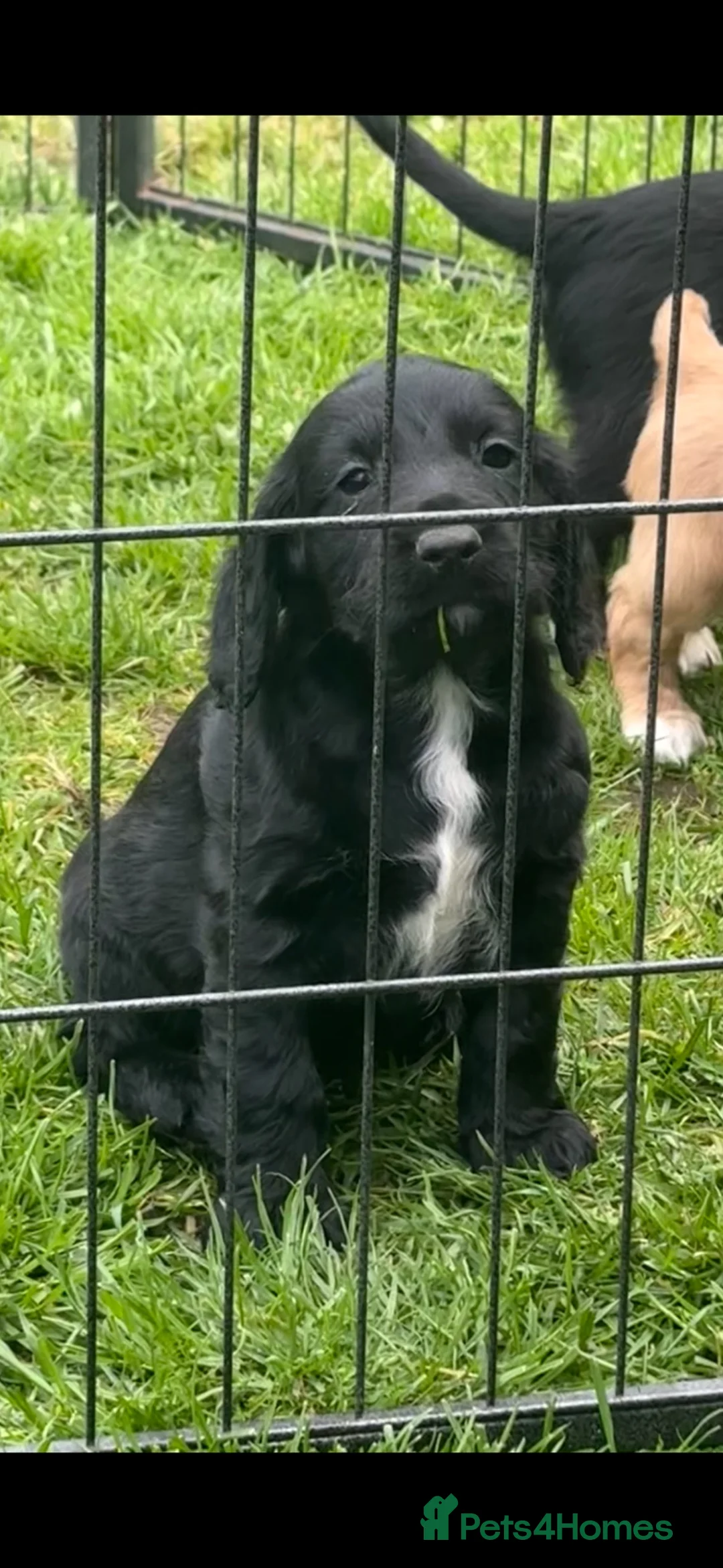 Cocker Spaniel dogs for sale: Beautiful cockers - Advert 1