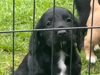 Cocker Spaniel dogs Beautiful cockers - Advert 11