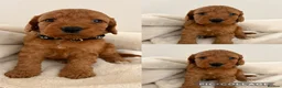 Cockapoo dogs for sale: Health Tested Fox Red Cockapoos - Advert 8