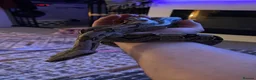 Boa Snake reptiles for sale: True Guyanese red tail (BCC) Boa with viv  - Advert 3