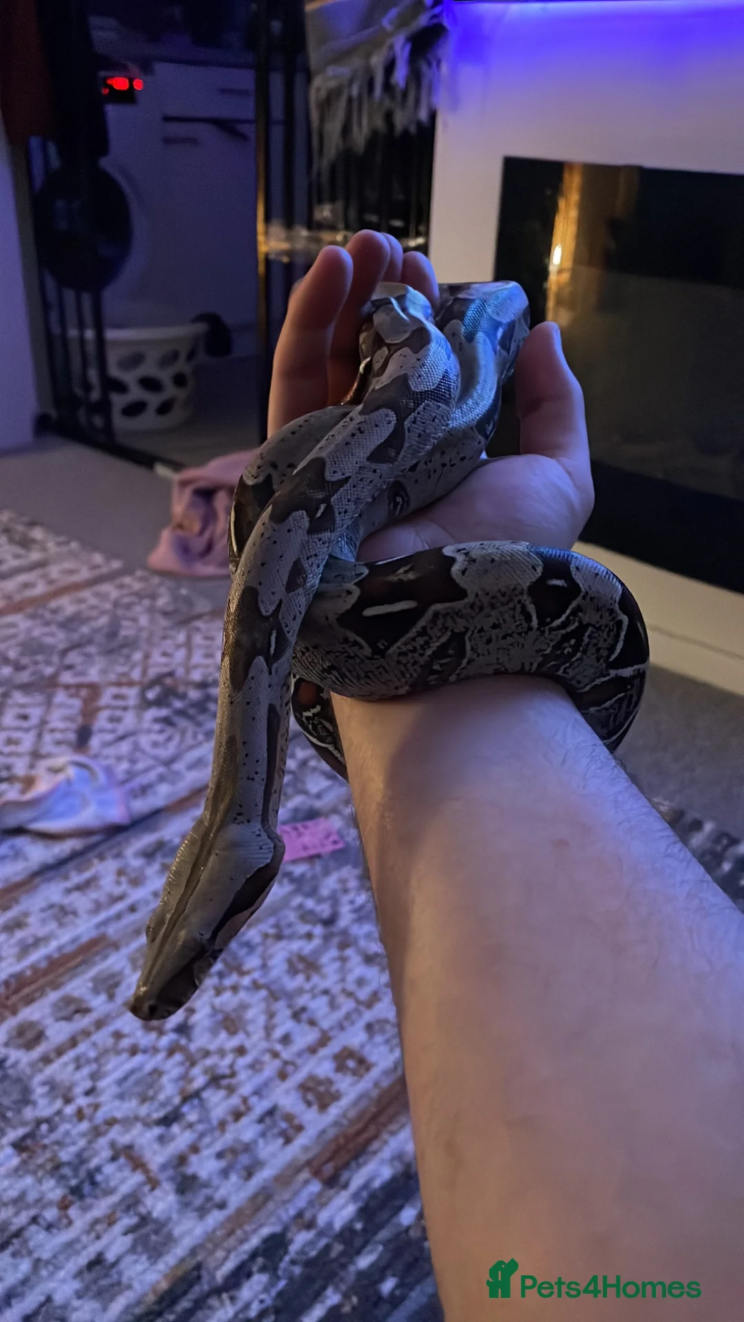 Boa Snake reptiles for sale: True Guyanese red tail (BCC) Boa with viv  - Advert 3