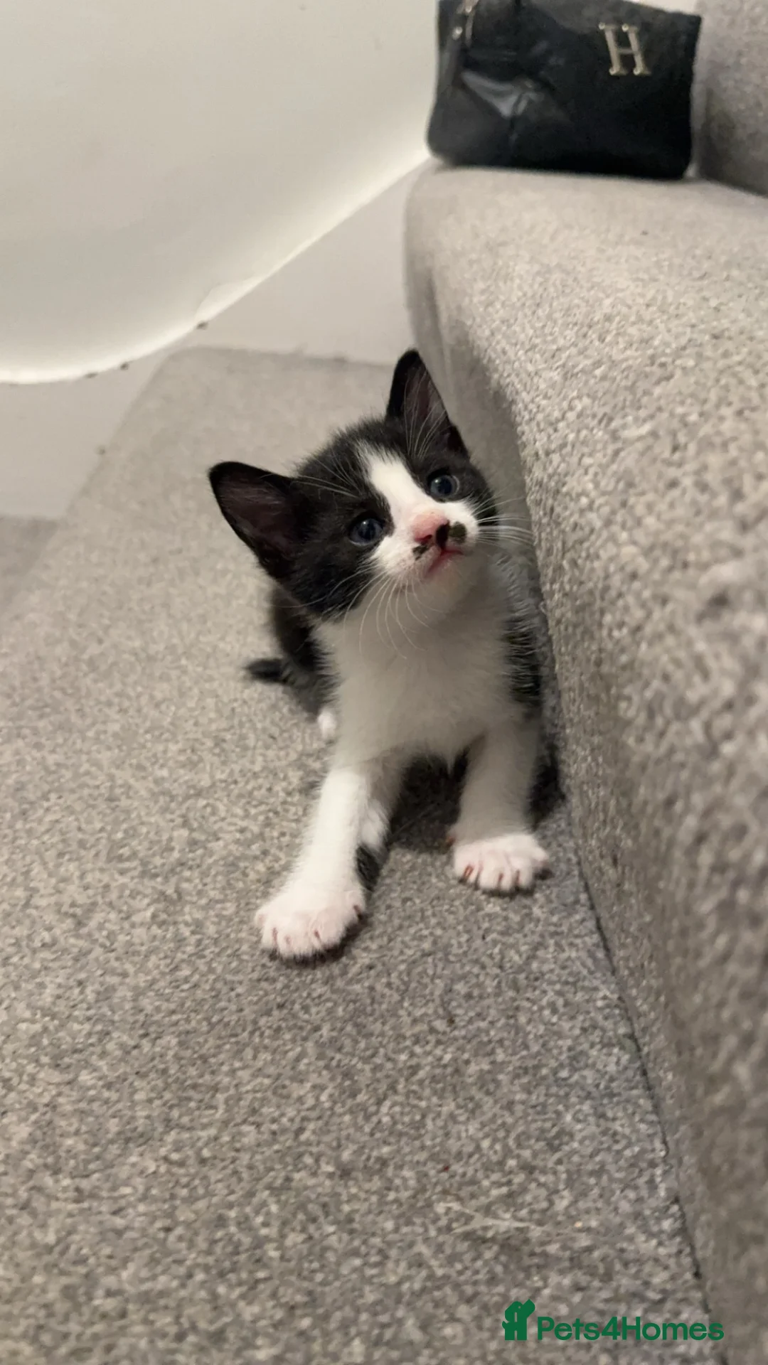Mixed Breed cats for sale: Black and white mixed breed kitten - Advert 2