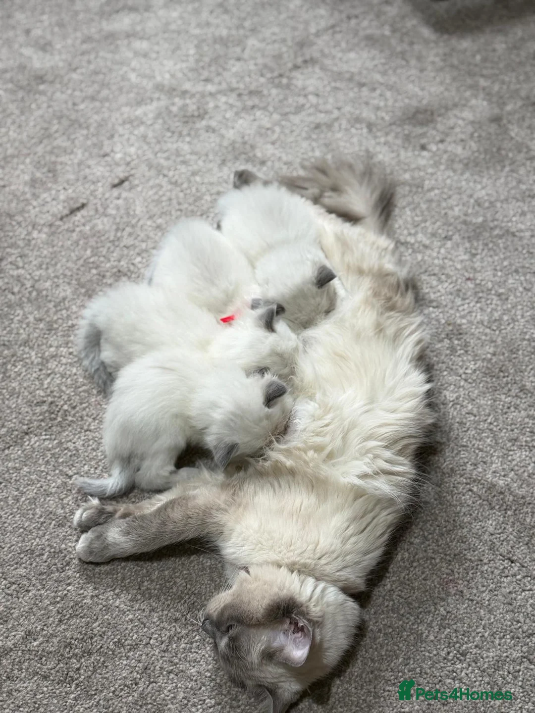 Ragdoll cats for sale: Adorable 5 month old ragdoll kitten male - Advert 7