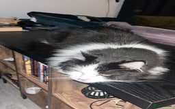 British Longhair cats for sale: Adorable cuddly male cat - Image 3