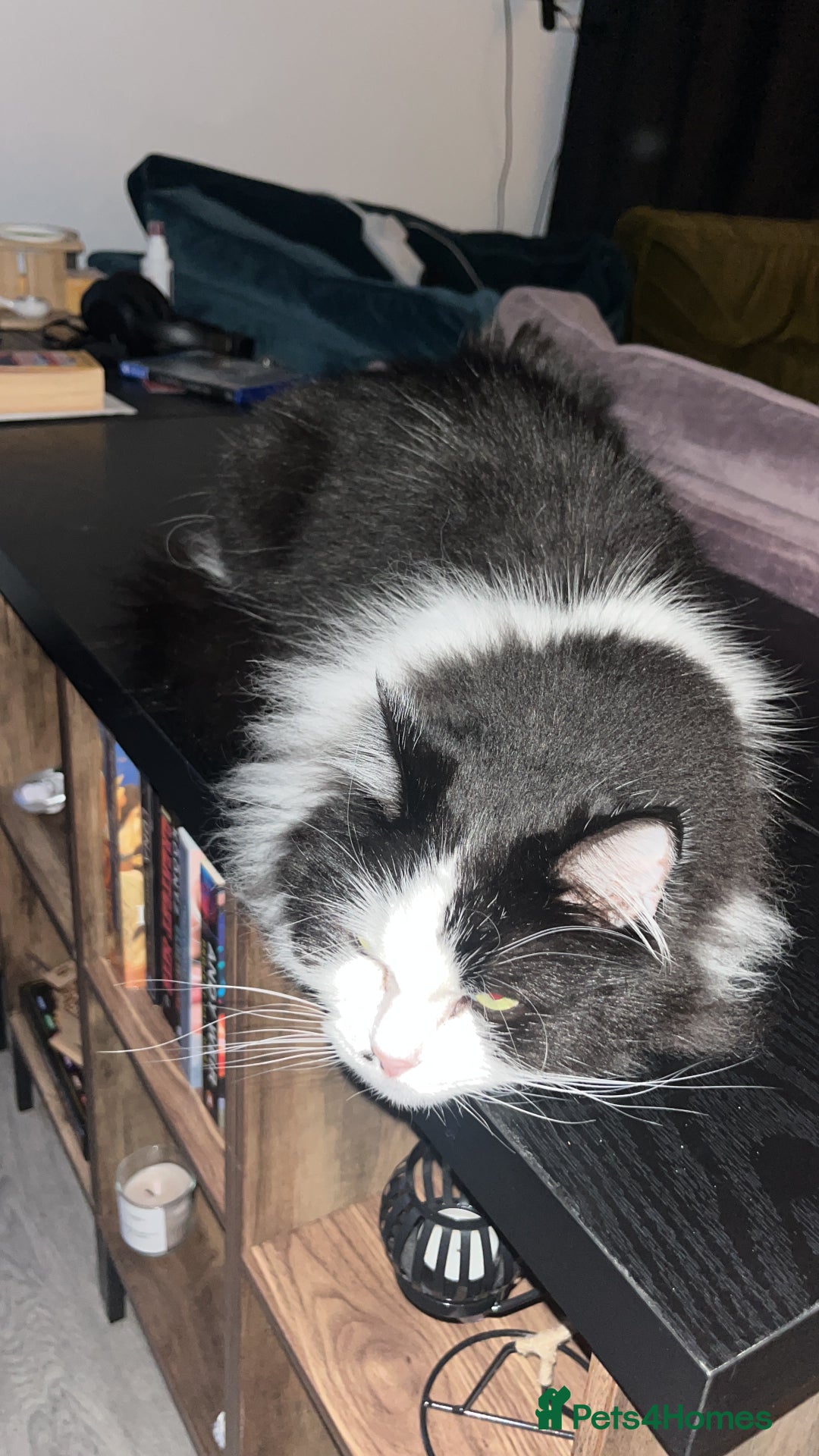 British Longhair cats for sale: Adorable cuddly male cat - Image 3