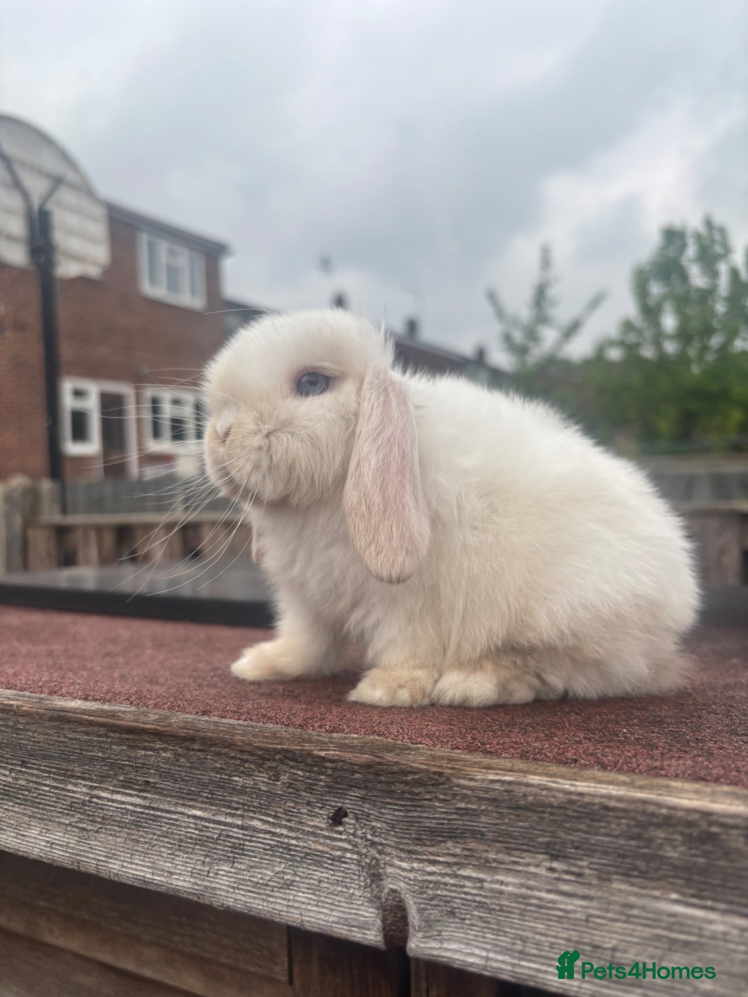 Mini Lop rabbits Mini Lop Rabbits Ready NOW - Advert 1