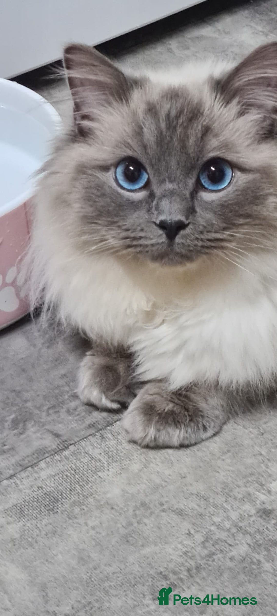 Ragdoll cats for stud: GCCF registered Ragdoll stud in Stoke-on-Trent - Advert 8