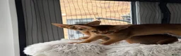 Abyssinian cats for sale: Abyssinian kittens  - Advert 6