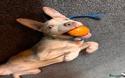 American Bully dogs for sale: 5 month old American bully x pocket bully - Advert 11