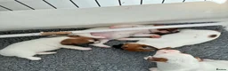 Jack Russell dogs for sale: Gorgeous litter of K.C.Registered Jack Russell's - Advert 8
