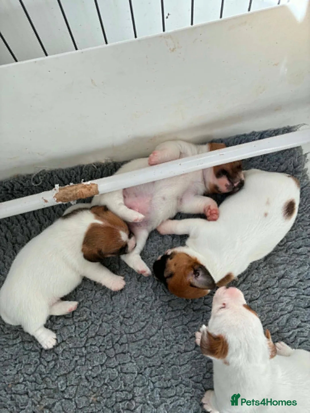 Jack Russell dogs for sale: Gorgeous litter of K.C.Registered Jack Russell's - Advert 8