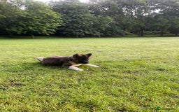Akita dogs for stud: Chico’s finding LOVE… in Birmingham - Image 10