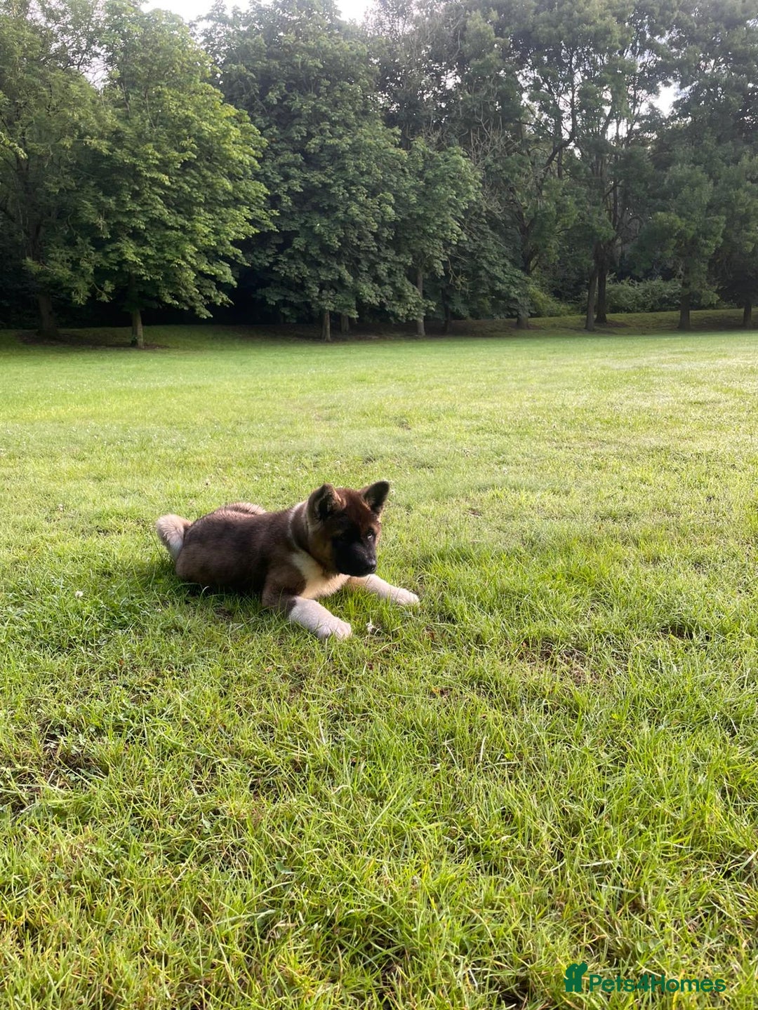 Akita dogs for stud: Chico’s finding LOVE… in Birmingham - Image 10