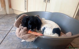 English Springer Spaniel dogs for sale: Poppy ( beautiful Angel) - Image 4
