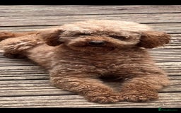 Cavapoo dogs for sale: Wonderful beautiful f1 champagne cavapoo babies  - Image 7
